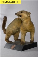 藏品(黃喉貂)的圖片